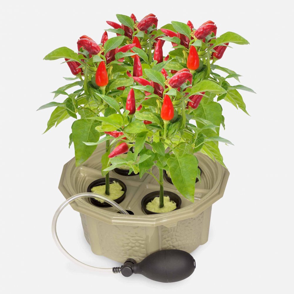 Homegrown<BR>Hydroponic Pepper Kit